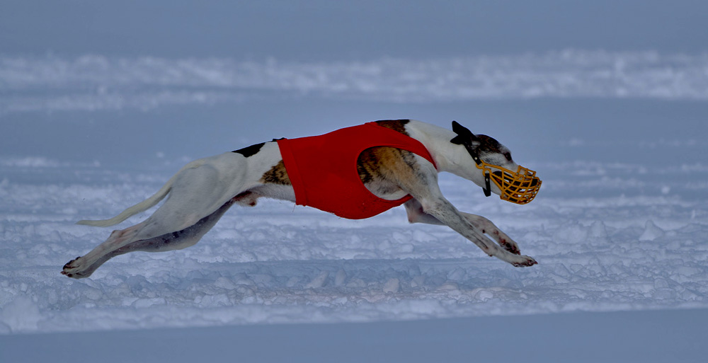 Cupido de Lobito Azul von Elke Dähler